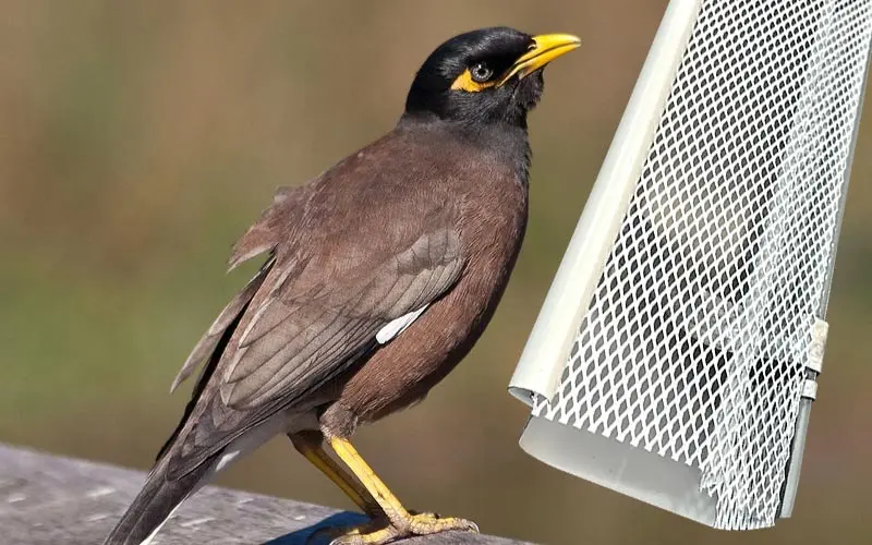 Indian myna bird next to a mesh gutter guard that keeps birds and vermin out